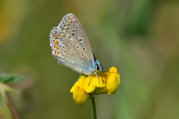 Azuré des coronilles