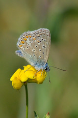 Azuré des coronilles