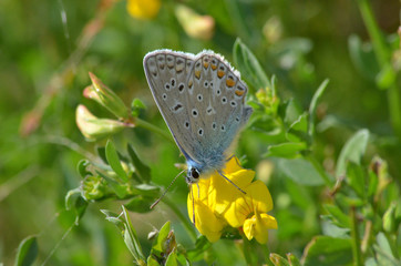 Azuré des coronilles