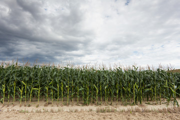 Maisfeld mit dramatischen Wolken