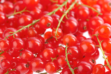 British Redcurrants