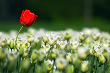 Crédence de cuisine en verre imprimé Tulipe Один в поле воин