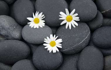 Three flower on gray stones background
