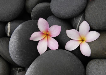 Obraz na płótnie Canvas Beautiful frangipani on pebbles texture