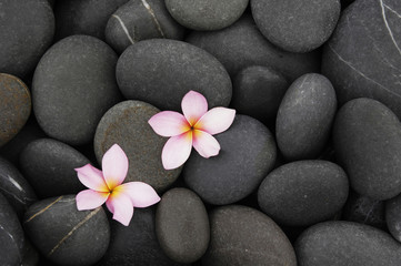 Fototapeta na wymiar two frangipani on beach pebbles