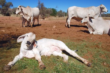 Obraz premium Afrikanische Rinder einer Farm in Namibia