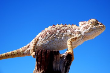 Chamäleon in der Namib