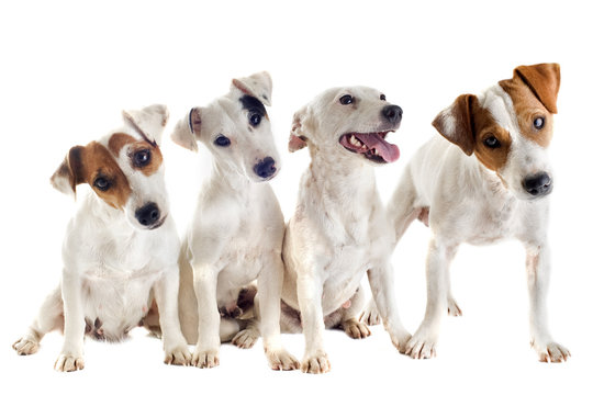 four jack russel terrier