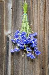 blue cornflower bunch on old wooden wall