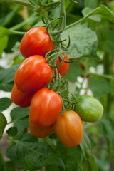 panicle tomatoes
