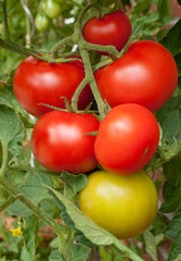 tomatoes