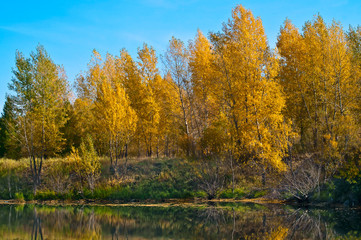 Fototapeta premium yellow_garden