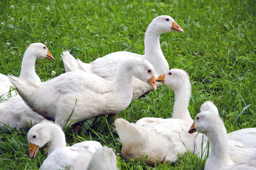 white domestic gooses on green grass
