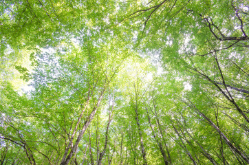 Green forest in bright summer day