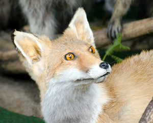 fuchs