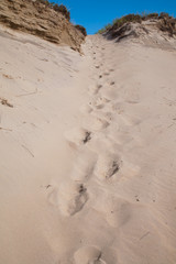 forgotten foodprints, crane beach, USA