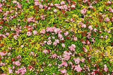 pink Ixora ( West Indian Jasmine )