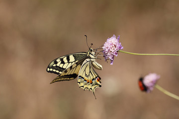 Naklejka premium papillon dans la nature