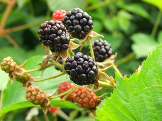 blackberry plantation
