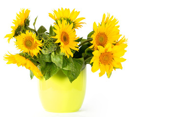 Naklejka premium fresh sunflowers in a green pot