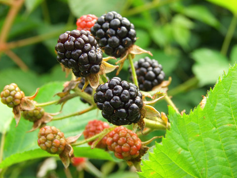blackberry plantation