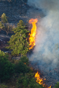 Incendio, alberi in fiamme