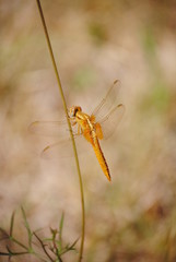 libellule