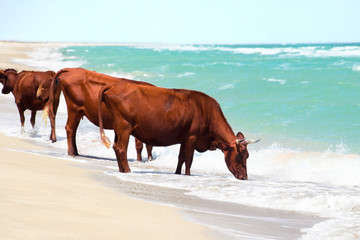 Cows drinking water from sea