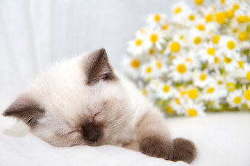 Little cat sleeping near chamomile