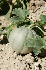 Melon