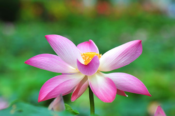 pink lotus flower