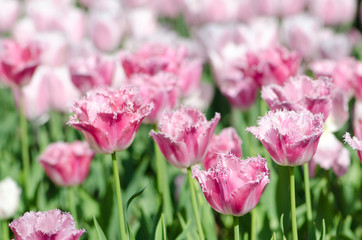 Garden with tulip flowers in summer