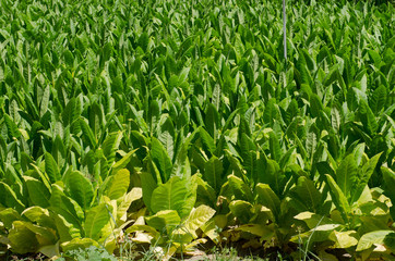 Plantation de tabac