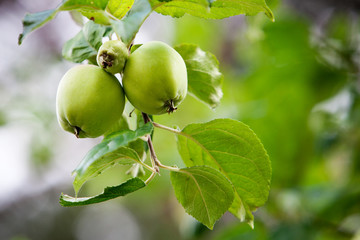 Apple tree