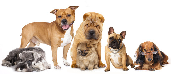 Group of  dogs in front of white background