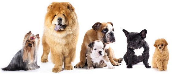 Group of  dogs in front of white background - obrazy, fototapety, plakaty