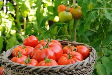 tomates du jardin 3