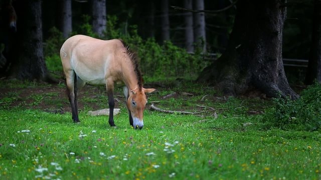 Cavallo selvatico - Equus ferus przewalskii - Spirit