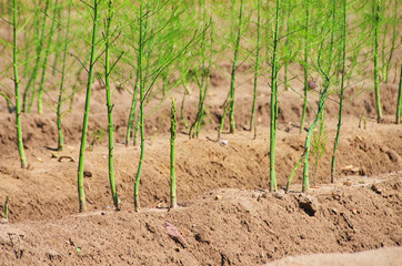 Spargelfeld - asparagus field 28