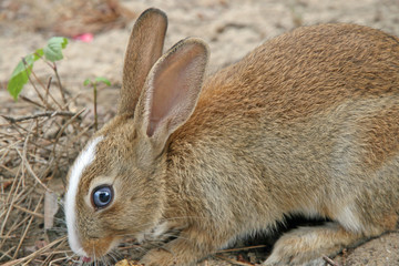 big blue eye of Rabbit with long ears while eating