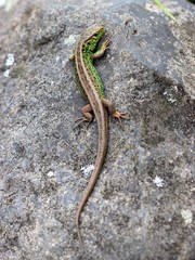 Zauneidechse auf Stein