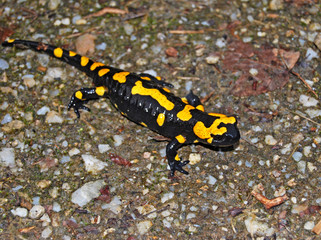 fire salamander crawling on the forest floor