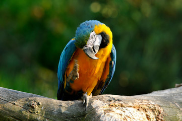 a parrot sitting on a bole and scratching its plumage