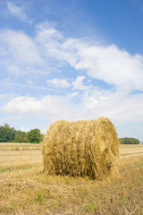 Polish country landscape, summer