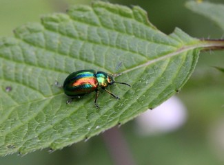 Prächtiger Blattkäfer (Chrysolina fastuosa)