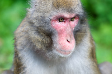 portrait of a macaque