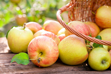 Basket full of ripe apples against apple orchard