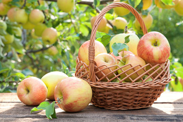 Basket full of ripe apples against apple orchard