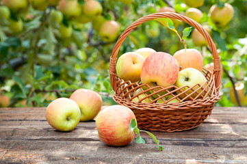 Basket full of ripe apples against apple orchard