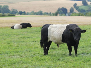 Belted Galloways am Dörnberg